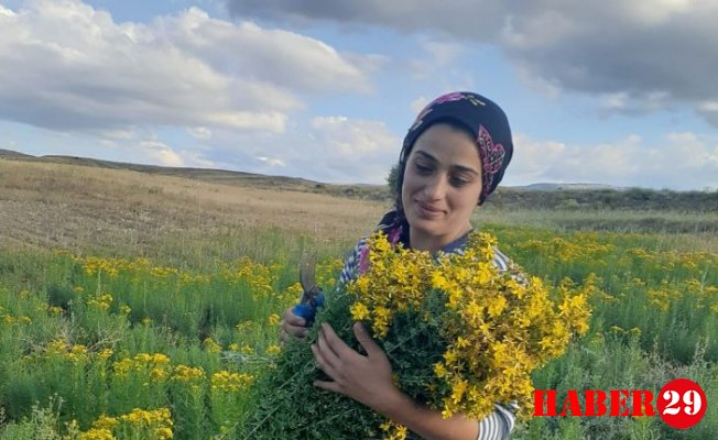 Gümüşhane'de Sarı Kantaron Hasadı Yapıldı