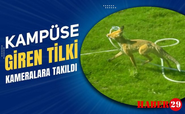 Kampüs Alanına İnen Tilki Bahçeyi Suladı!