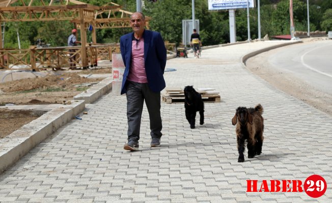 Yavru Keçileriyle Markete Gidiyor Dolmuşa Biniyor