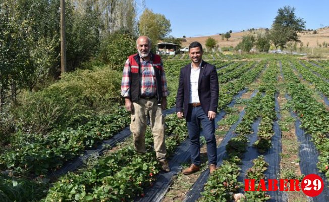 Kelkit'te Ekim ayında şaşırtan çilek hasadı