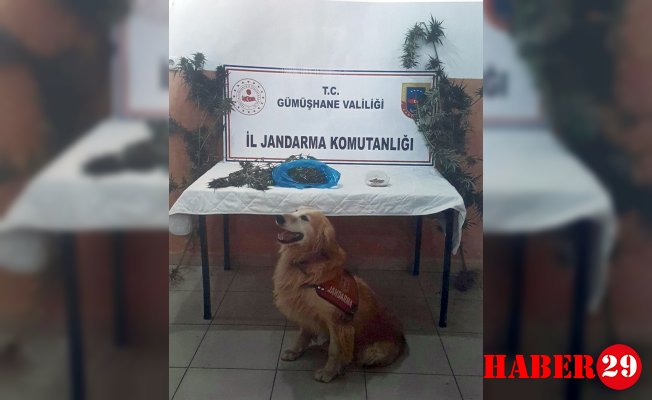 Şiran'da Kenevir Operasyonu