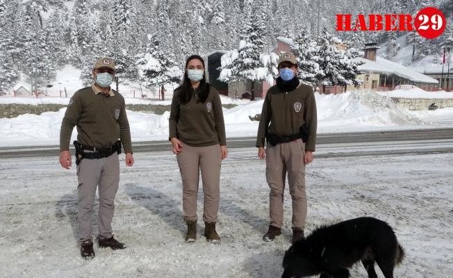 Zigana Dağının Terk Edilmiş Köpekleri Polis Koruması Altında