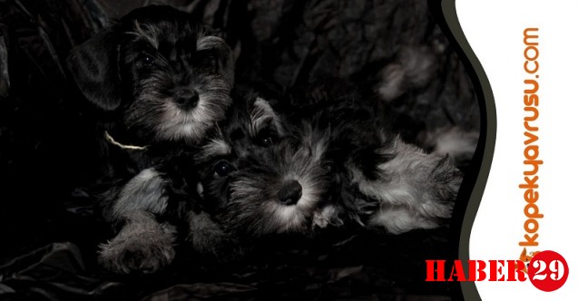 Dünyaya Köpeklerin Gözünden Bakın!