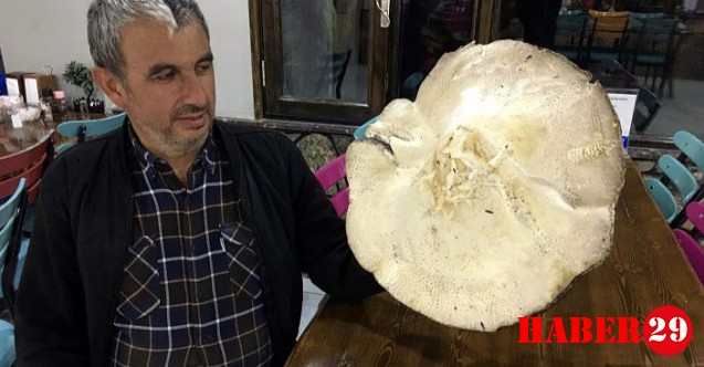 Dev mantar görenleri şaşırtıyor