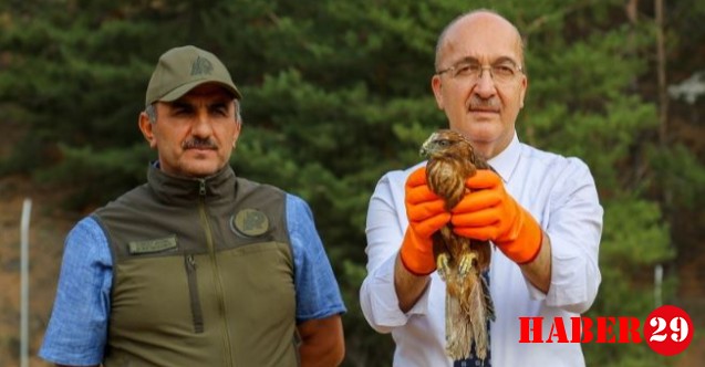 Kızıl Şahin Doğaya Salındı
