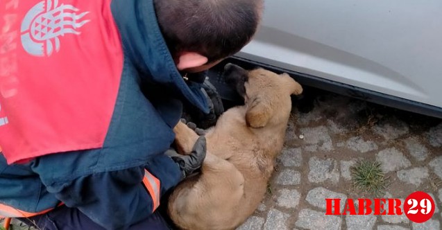 Araç Altına Sıkışan Yavru Köpeği İtfaiye Ekipleri Kurtardı