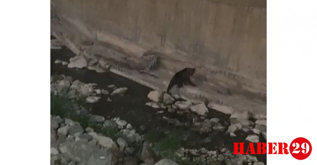Gümüşhane’de Kent Merkezine Kadar İnen Ayı Kameralara Yakalandı