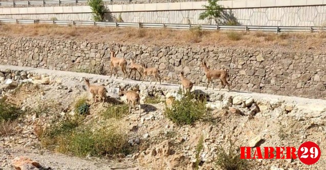 Yaban Keçileri İlçe Merkezine Kadar İndi