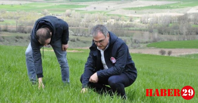 Sertifikalı Buğday ve Arpa Tohumlarının Arazide Çıkış Kontrolleri Yapıldı