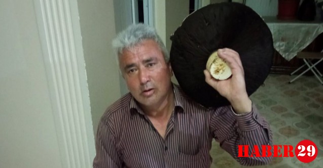 Bu mantar tam 36 santimetre genişliğinde