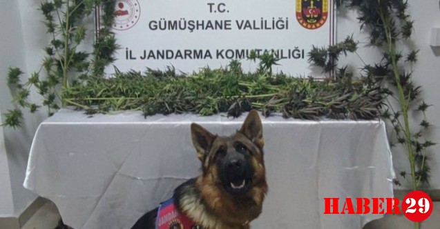 Dölek Köyü'nde kenevir bitkisi ele geçirildi