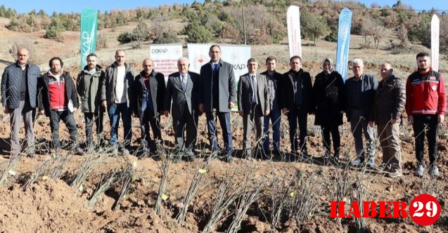 Şiran'da üreticilere 6 bin 850 adet kuşburnu fidanı dağıtıldı