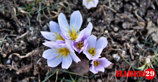 Gümüşhane'de Kardelenler Baharın Coşkusunu Getirdi