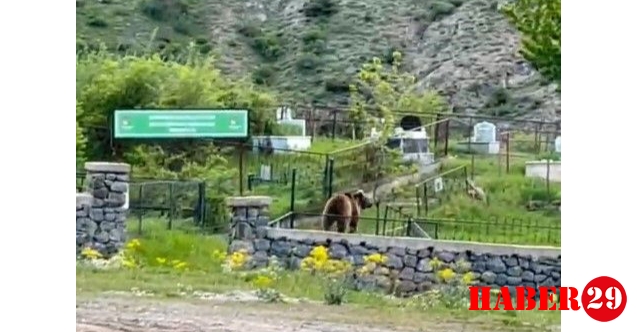Gümüşhane’de gündüz vakti şehrin merkezine inen ayı görüntülendi