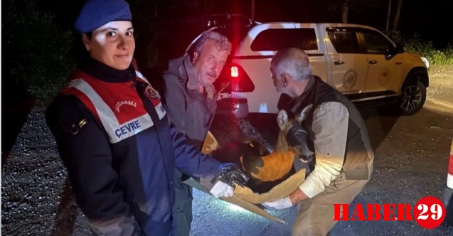Yaralı karacayı jandarma koruma altına aldı