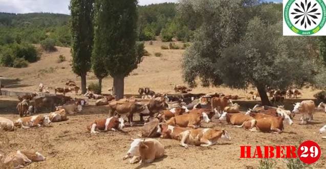 GÜDAP’tan Yaylalardaki kaçak yapılaşmaya tepk
