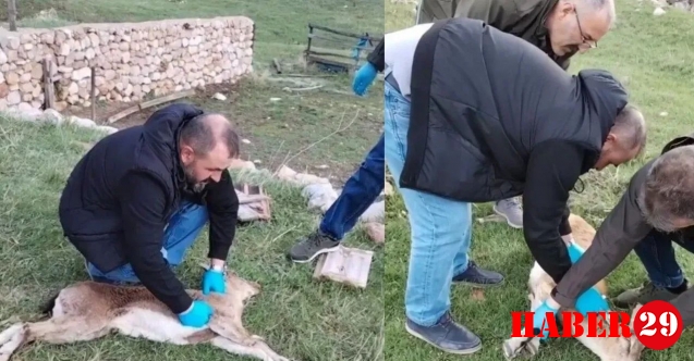 Gümüşhane'de yaban keçisi kalp masajıyla hayata döndü