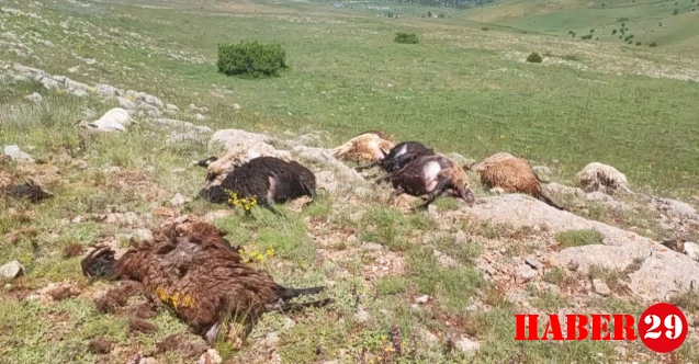 Kelkit’te sel ve yıldırım 19 hayvanın telef olmasına neden oldu
