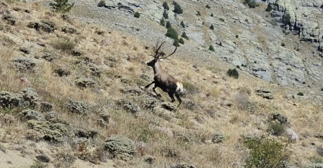 Gümüşhane'de Yaban Hayatı Sevindiren Gelişme: Kızıl Geyikler 40 Kilometre Ötede Görüntülendi!