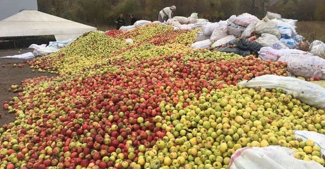 Gümüşsu kuşburnu, döküntü elma ve alıç alımına devam ediyor
