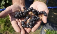 Gümüşhane’de ‘süper meyve’ aronya yüzleri güldürdü