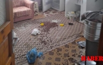 Kürtün’de ayılar yayla evlerine dadandı