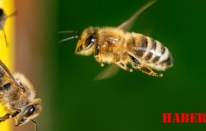 ALAGON’dan Gümüşhane’ye Kapsamlı Proje