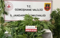 Gümüşhane’de jandarmadan kenevir operasyonu: 61 kök ele geçirildi