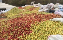 Gümüşsu kuşburnu, döküntü elma ve alıç alımına devam ediyor