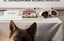 Jandarma affetmedi: Gümüşhane'de zehir tacirlerine suçüstü