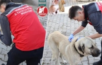 Kedi ve Köpek Sahiplerine Hatırlatma: Dijital Kimlik İçin Son Tarih Yaklaşıyor