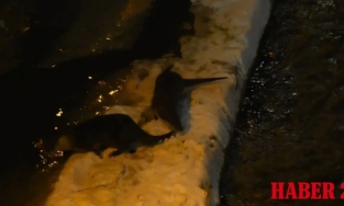 Harşit Çayı’nda karların üzerinde oyun oynarken yakalandılar