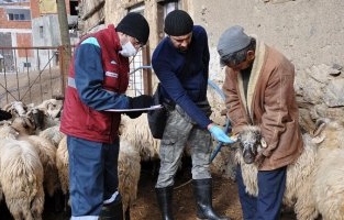 Anaç Koyunda Önce Kayıt Sonra Destek