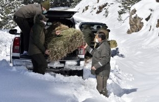 Gümüşhane'de Yaban Hayvanları Aç Bırakılmıyor
