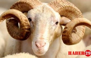 Adak Kurbanı Bağışı Nasıl Yapılır?