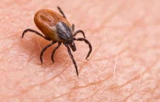 Kırım Kongo Kanamalı Ateşi Hastalığı Nedir?