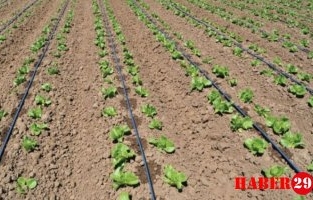 Bakan Pakdemirli: Tarımsal kuraklığa karşı en güçlü silah damla sulama