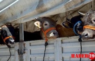 Gümüşhane Belediyesi’nden Üreticilere Kurban uyarısı