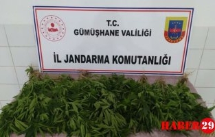 Gümüşhane’de Kenevir Operasyonu