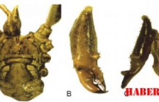 Şiran Mustafa Beyaz MYO’dan Yeni Bir Tür Keşfi