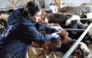 İlkbahar Dönemi Aşılama Kampanyaları Devam Ediyor