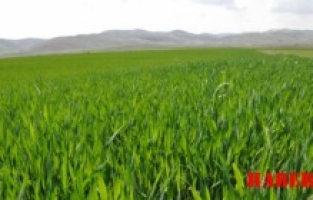 Gümüşhane'de 6 bin dekar alanda buğday ekimi gerçekleştirildi