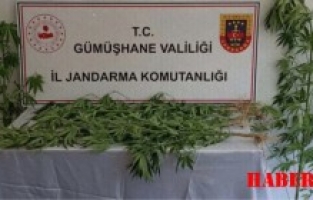 Gümüşhane’de 21 kök hint keneviri ele geçirildi