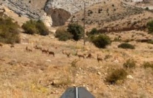 Yaban keçileri Gümüşhane’nin doğal güzelliğine renk kattı