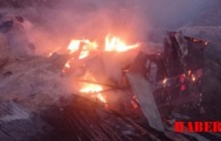 Torul'da ahır yangını: 9 büyükbaş hayvan telef oldu