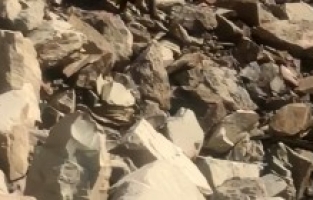 Torul Barajı'nda Balıkçıları Şaşırtan Misafir