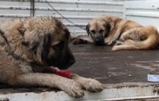 “Yaylacılar Gümüşhane’de Hayvanları Zehirliyor”!