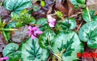 Cemreler Düşüyor, Gümüşhane'ye Müjdeyi Cilvonidalar Veriyor