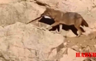 Gümüşhane'de Ana Yola Kadar İnen Kurtlar Böyle Görüntülendi!