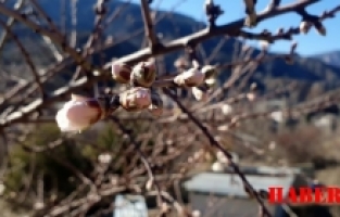 Gümüşhane'de Badem Ağaçları Yalancı Bahara Aldandı